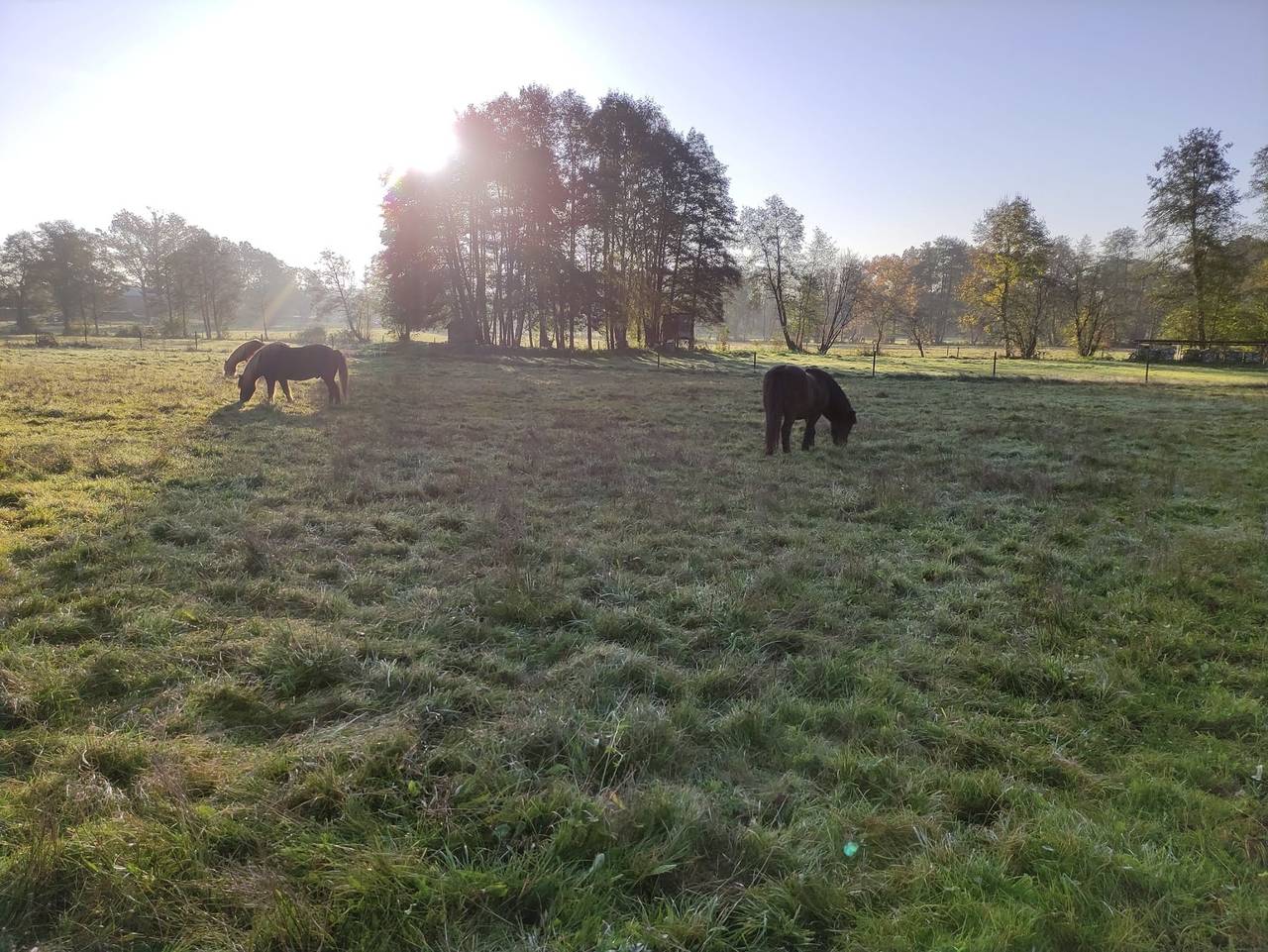 Ferienhof Trapp - Roggenkammer in Dahlenburg, Nordheide