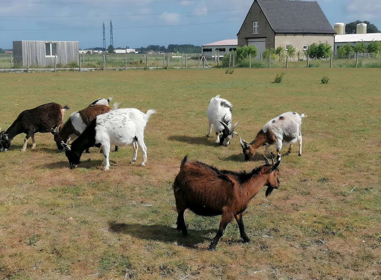 Ferienhaus „La Grange – Ruhig auf dem Land“ mit Terrasse, Garten und Wlan in Spycker, Dünkirchen und Umgebung
