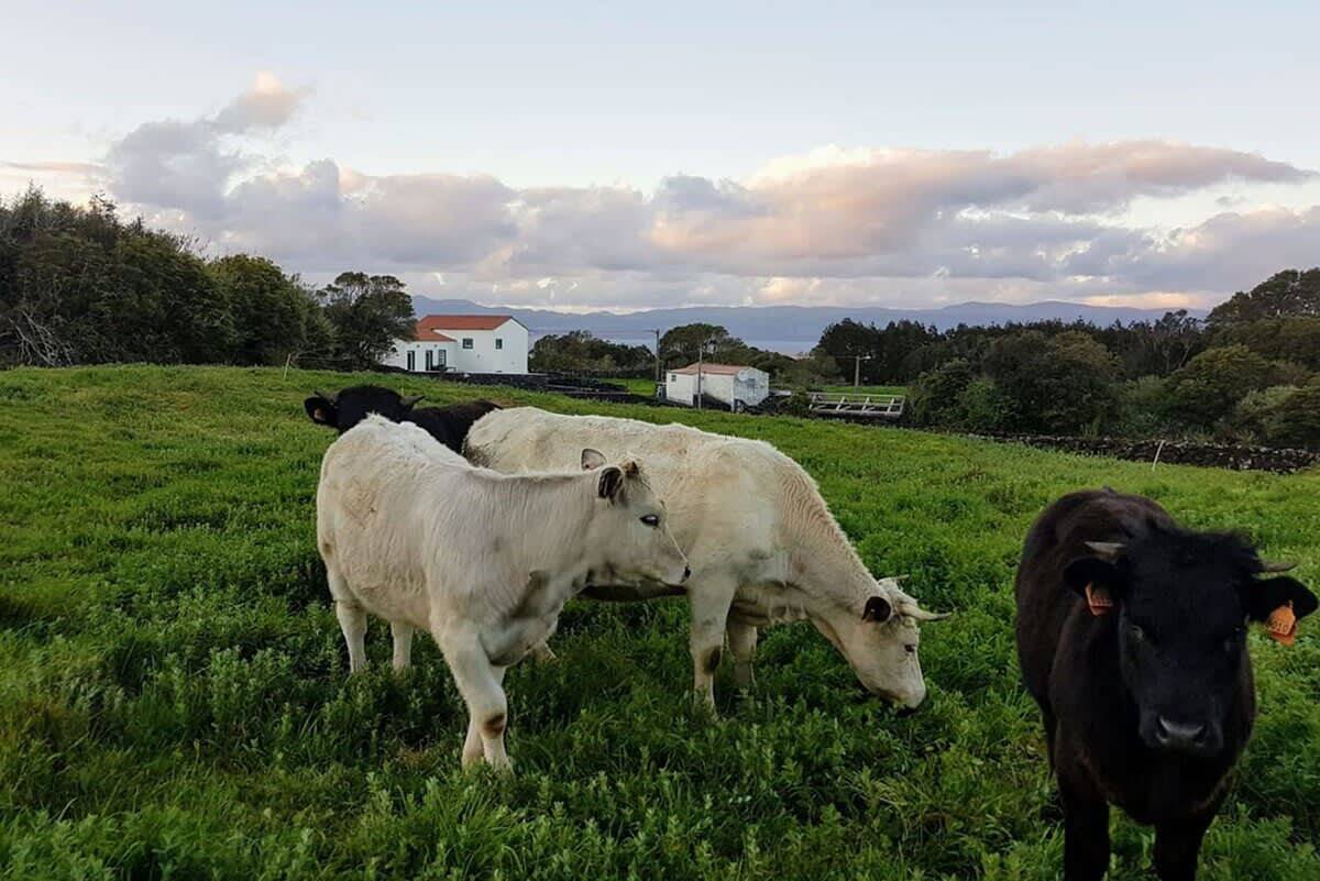 Liiiving in Açores - Ocean View House in Prainha de Baixo, Prainha