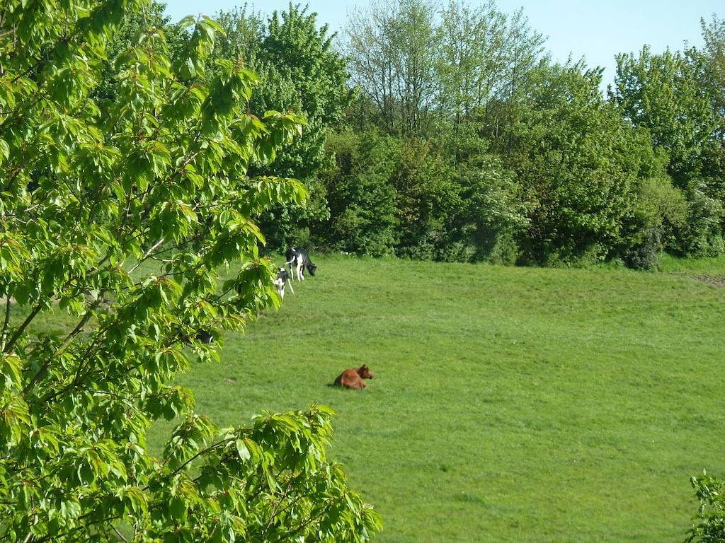 Hörreberg auf dem Ferienhof Jepsen in Westerholz, Schleswig-Flensburg