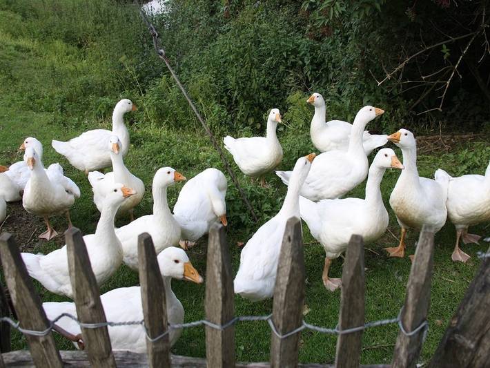 Bauernhof für 6 Personen, mit Garten, mit Haustier im Sauerland - 4
