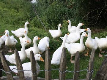 Bauernhof für 3 Personen in Lennestadt, Sauerland, Bild 3