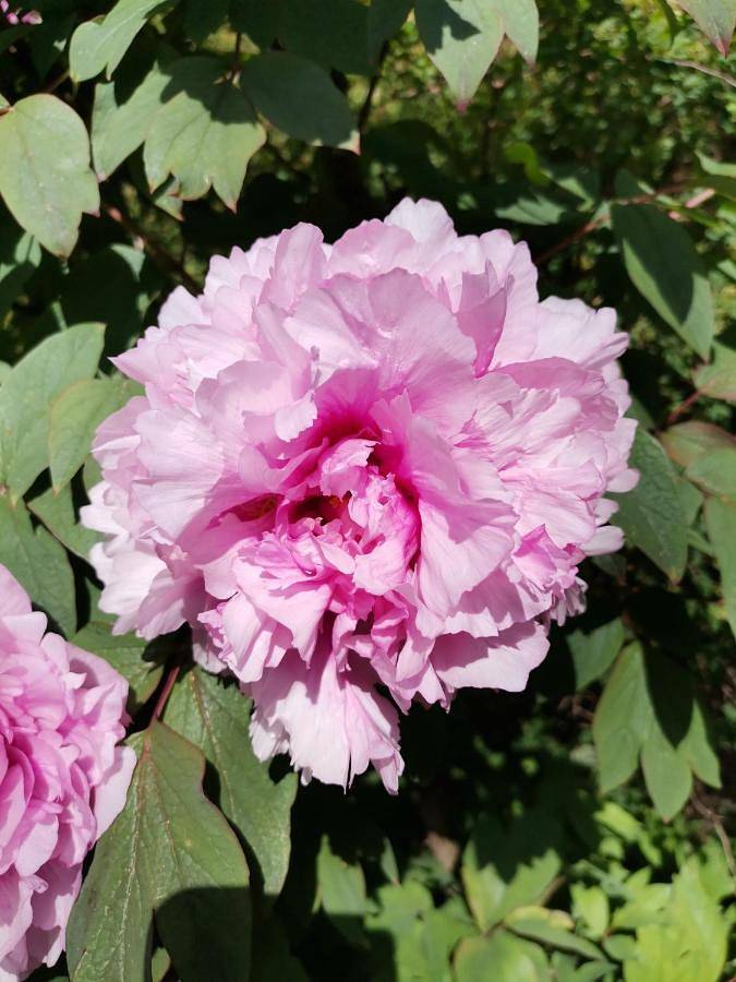 Hôtel pour 2 personnes, avec vue et jardin à Fay-sur-Lignon - 3