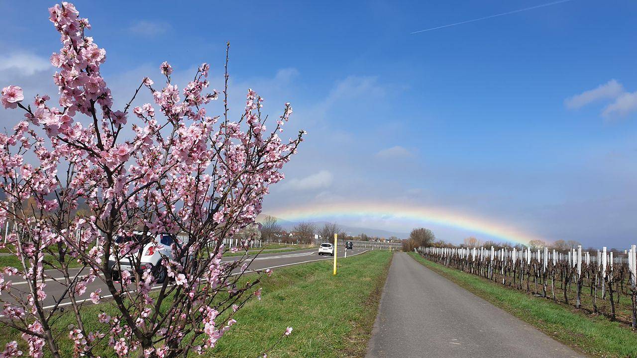 Ganze Ferienwohnung, Ferienwohnung für 3 Personen (83 m²) in Edenkoben in Edenkoben, Südliche Weinstraße