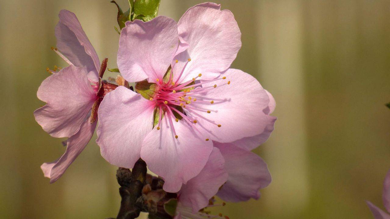 Ganze Ferienwohnung, Ferienwohnung für 3 Personen (45 m²) in Neustadt in Neustadt an der Weinstraße, Pfälzer Rheinebene