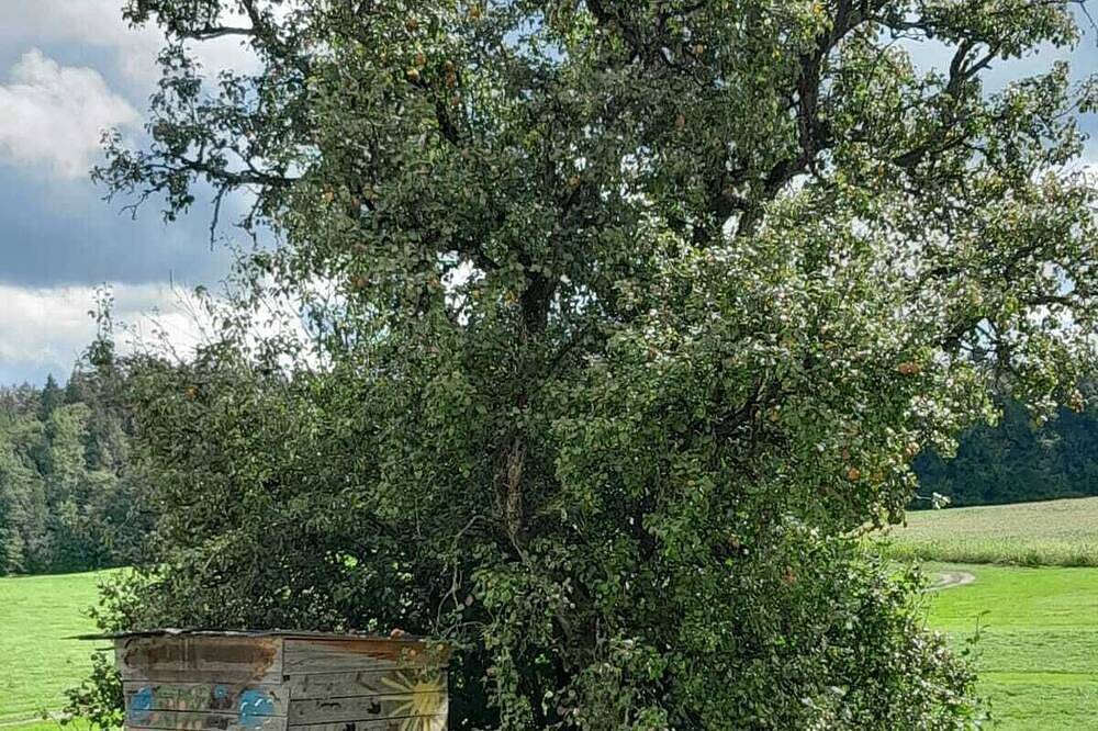 Ganze Wohnung, Ferienwohnung auf dem Bauernhof im schönen Allgäu mit Liegewiese und Feuerstelle in Argenbühl, Württembergisches Allgäu
