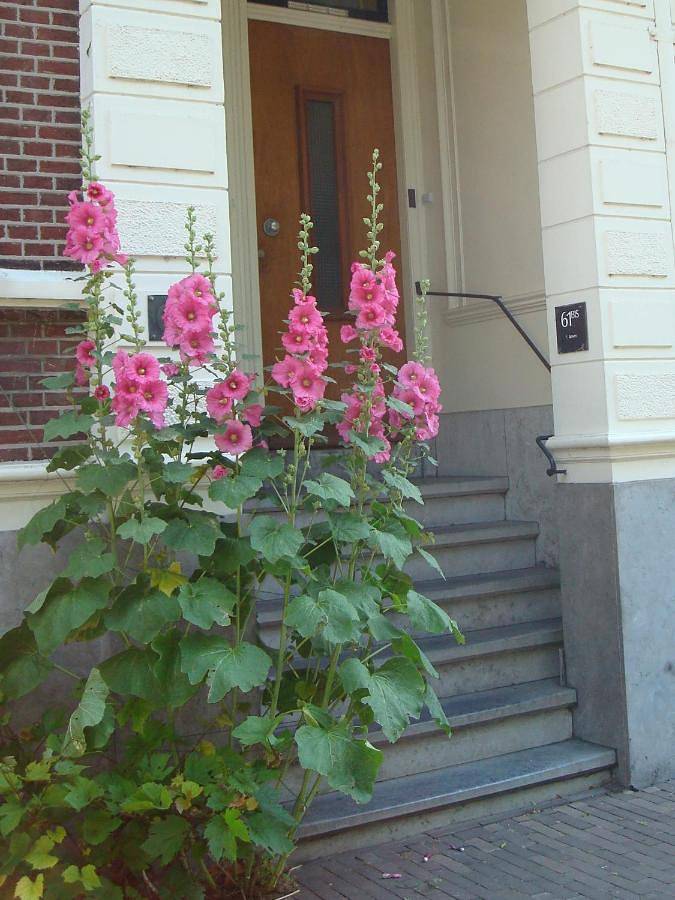 Gastenverblijf voor 1 personen - 1