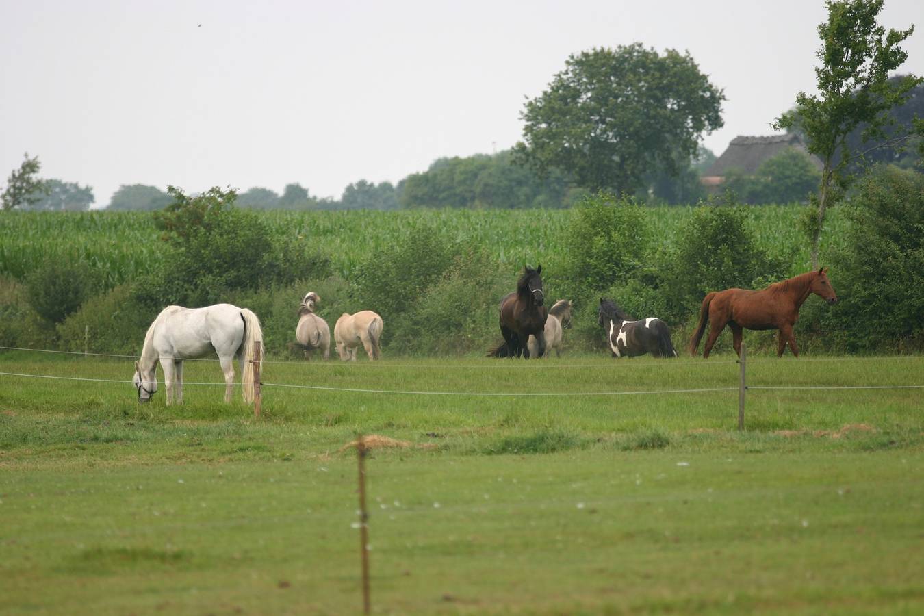 Ganze Ferienwohnung, Ferienhof Jensen in Stoltebüll, Schleswig-Flensburg