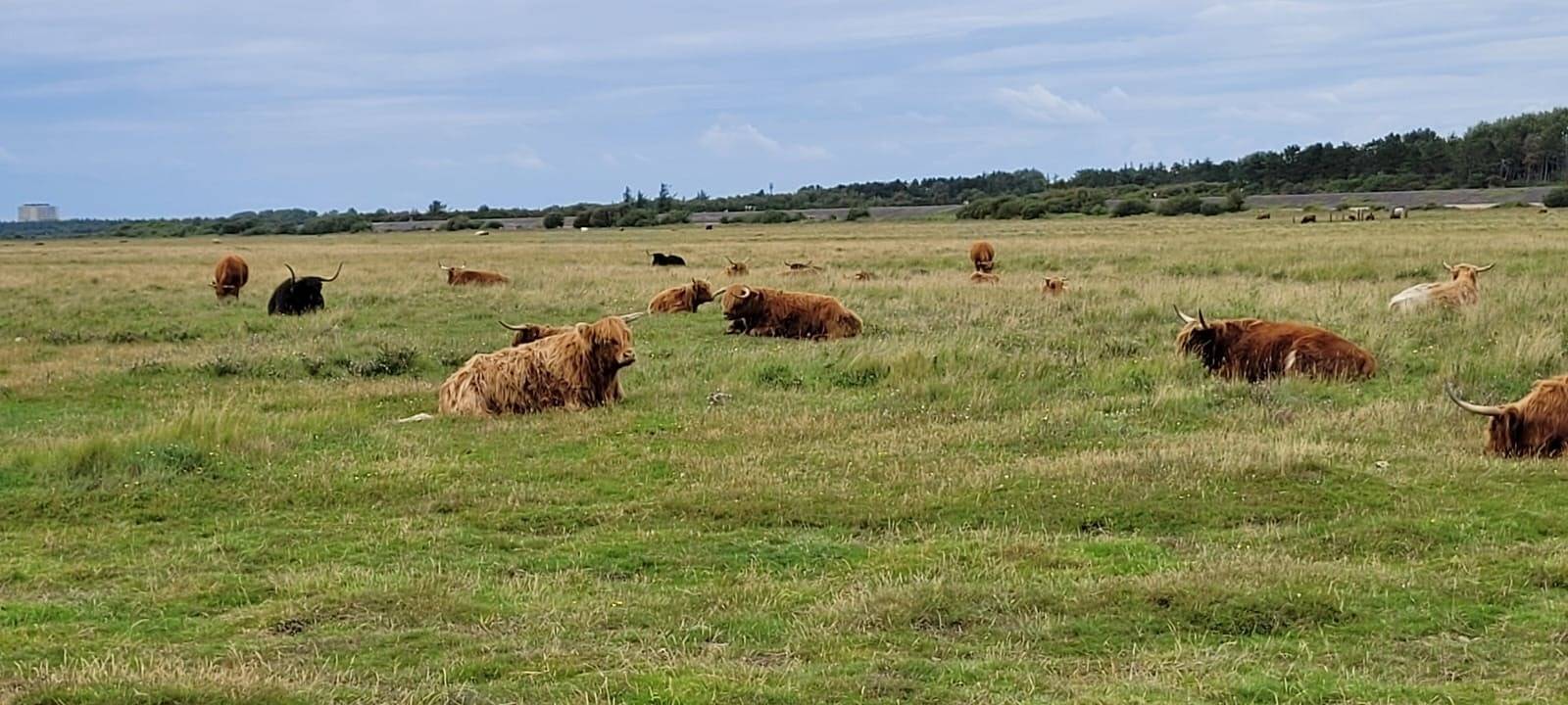 Ganze Ferienwohnung, Spo am Leuchtturm in Böhl (St. Peter-Ording), St. Peter-Ording