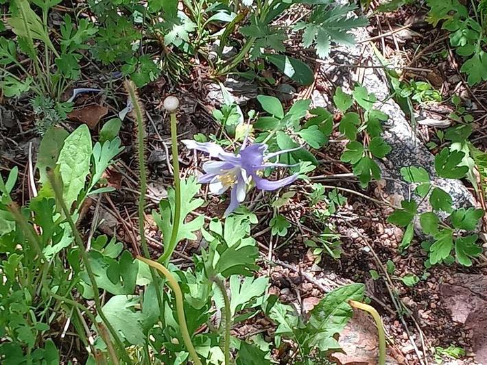 Vacation house for 7 people, with terrace in Pikes Peak