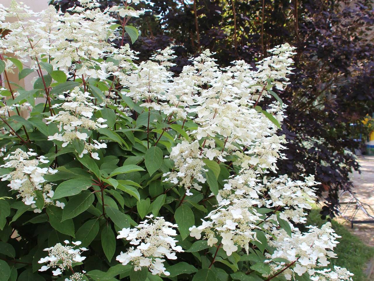 Fewo Wiesenhof - Fewo Wiesenhof bis 5 Personen in Kodersdorf, Oberlausitz-Niederschlesien