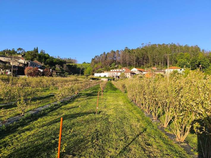 Parc de vacances pour 4 personnes, avec jardin et vue ainsi que terrasse et piscine, animaux acceptés dans Castro Daire - 4