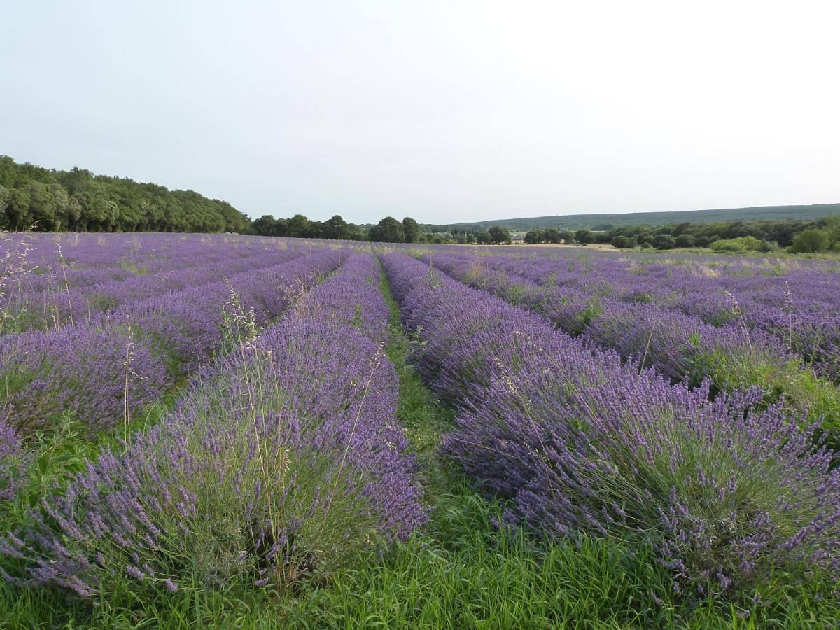 Prieuré de Grignan in Grignan, Région de nyons