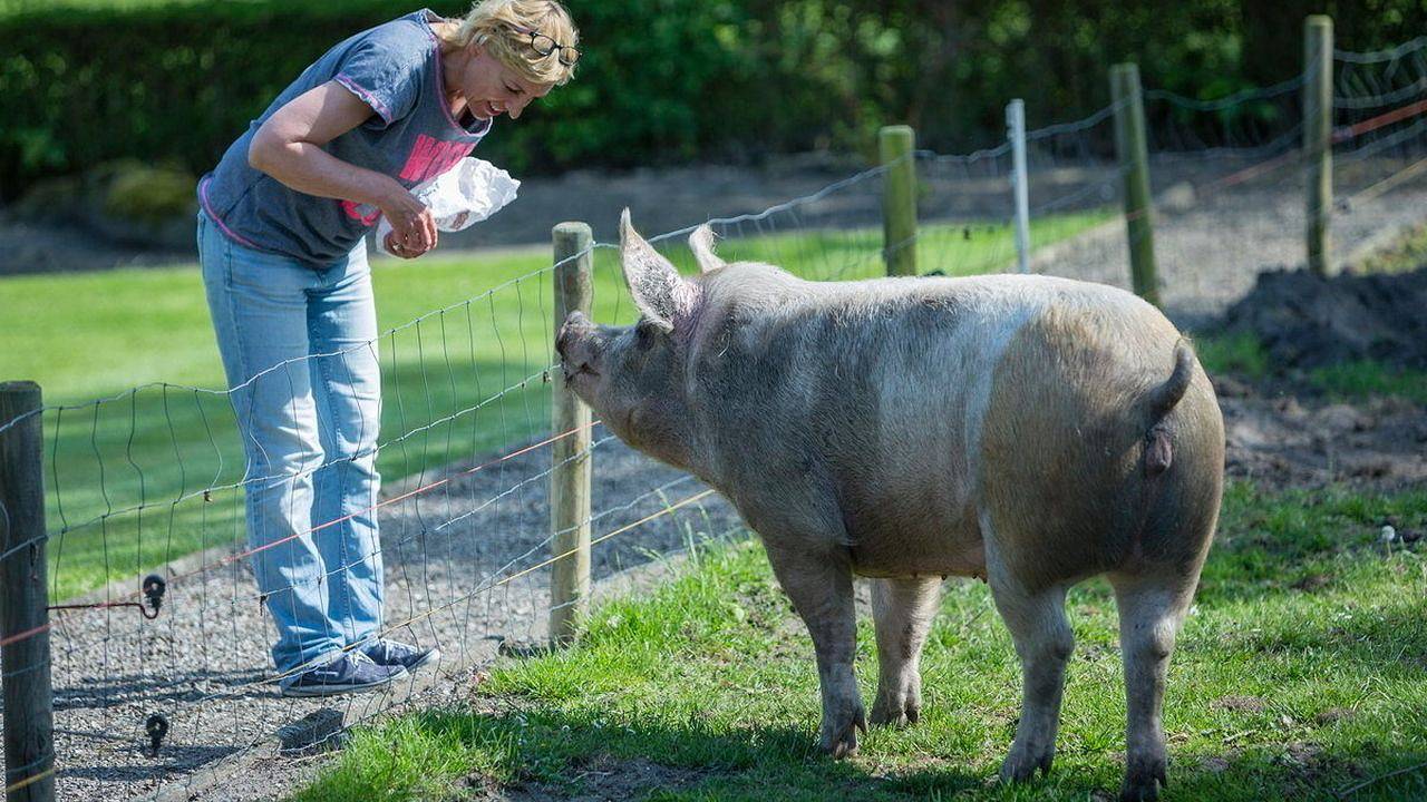 Ganze Ferienwohnung, Ferienwohnung für 2 Personen (50 m²) in Fehmarn in Westfehmarn, Fehmarn