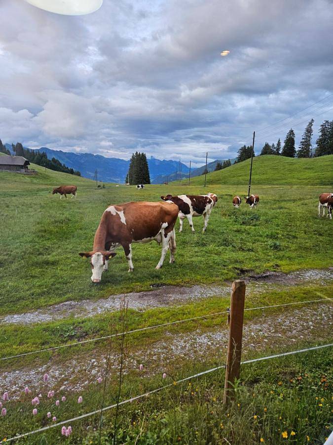 Camping pour 4 personnes, avec terrasse et jardin en Suisse - 2