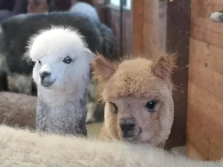 Bed and breakfast per 2 persone, con giardino, con animali domestici - 1