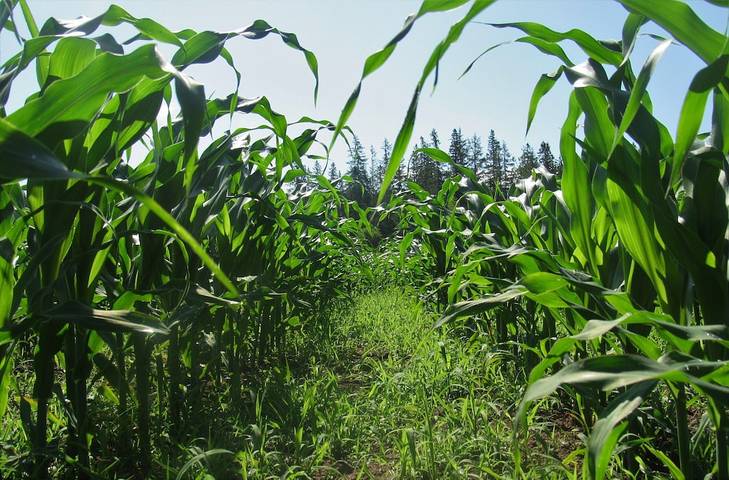 Gîte pour 4 personnes, avec jardin dans Nouvelle-Écosse - 2