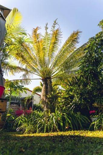 Chambre d’hôte pour 2 personnes, avec bassin pour enfant et piscine ainsi que jardin et jacuzzi à Le Tampon (Réunion) - 4