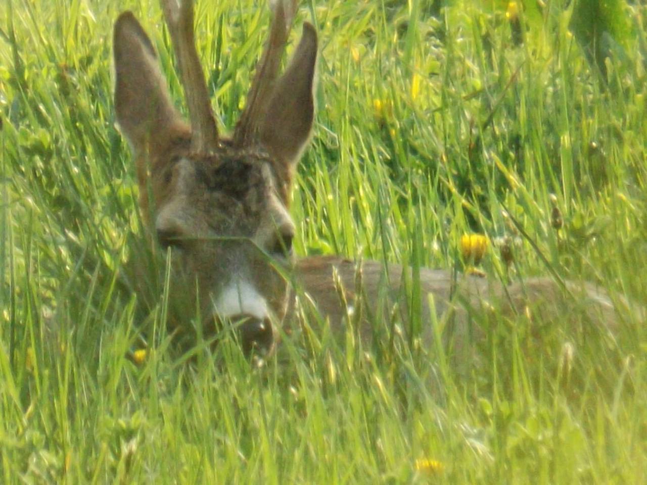 A L'Orée Du Bois in Saint-Julien-en-Vercors, Parc naturel régional du Vercors