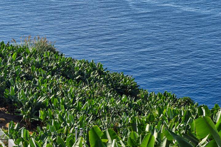 Gîte pour 2 personnes, avec terrasse et vue sur l’océan, animaux acceptés à Ponta do Sol - 4