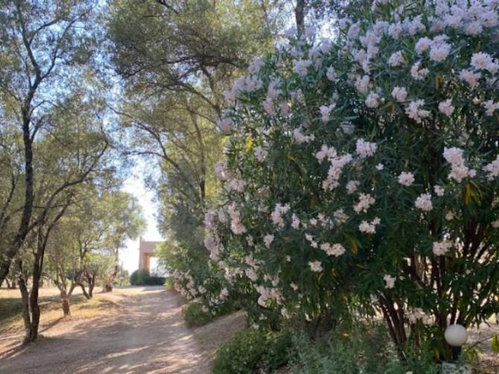 Mobile home for 6 with terrace in Vico in Vico, Ajaccio region