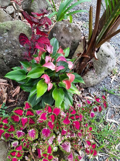 Gîte pour 6 personnes, avec vue et jardin dans Piton de la Fournaise - 4