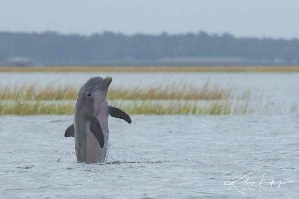 Ganze Wohnung, Perfekt in der historischen Innenstadt von Beaufort + Rabatte & Fahrräder. Grossartige Reviews, (A +)! in Beaufort, Beaufort County