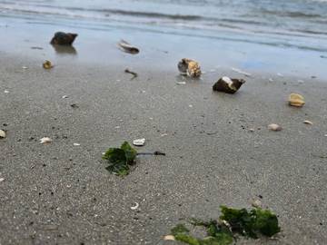 Ferieudlejning til 18 Personer i Sønderho, Fanø, Billede 4