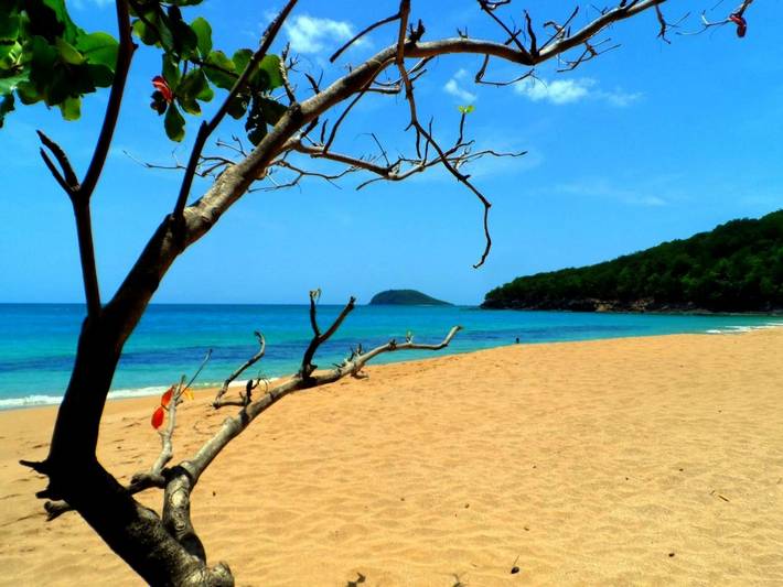 Chambre d’hôte pour 3 personnes, avec terrasse et jardin, animaux acceptés en Guadeloupe - 4