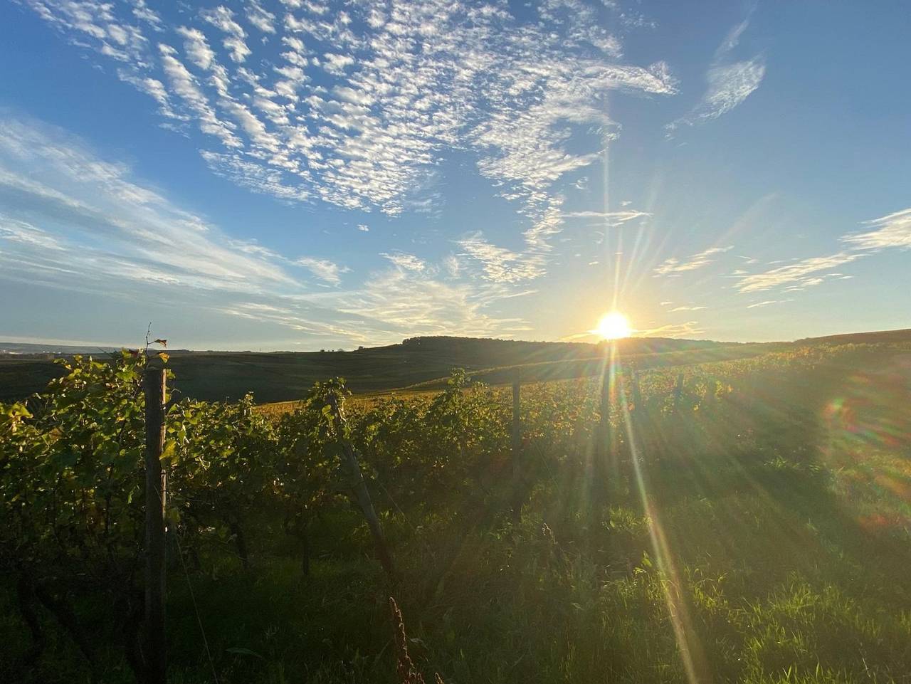 Ganze Ferienwohnung, Ferienwohnung am Weinberg in Rheinhessen