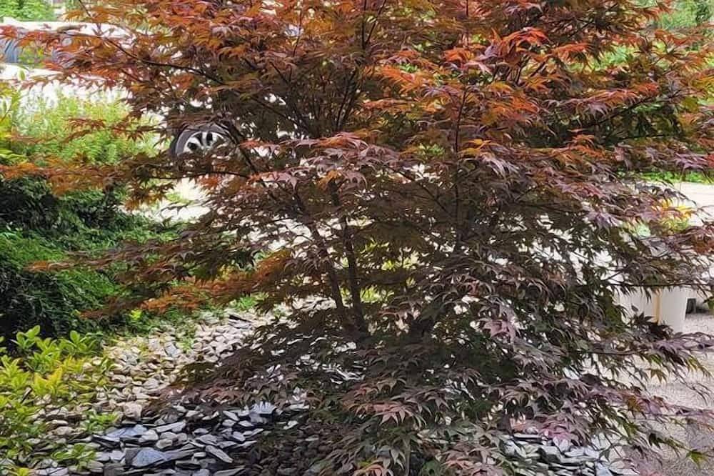 Entire apartment, Gîte Le Mont Rexd'Or, 2 steps from Switzerland, fully equipped with home cinema! in Mouthe-Lac et Mont d’Or, Parc naturel régional du Haut-Jura