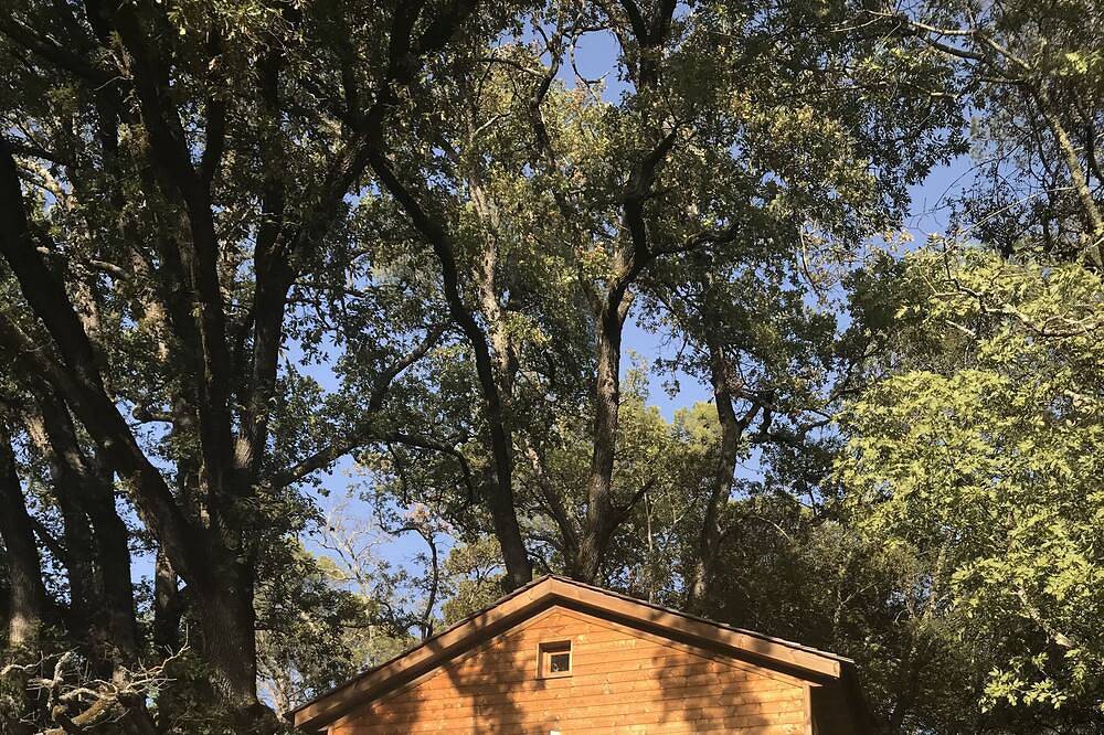 Cabane dans les arbres, au coeur d'un vignoble provençal in Saint-Antonin-du-Var, Région de Brignoles
