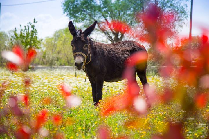 Ferienhaus für 8 Personen, mit Balkon und Ausblick sowie Pool und Garten