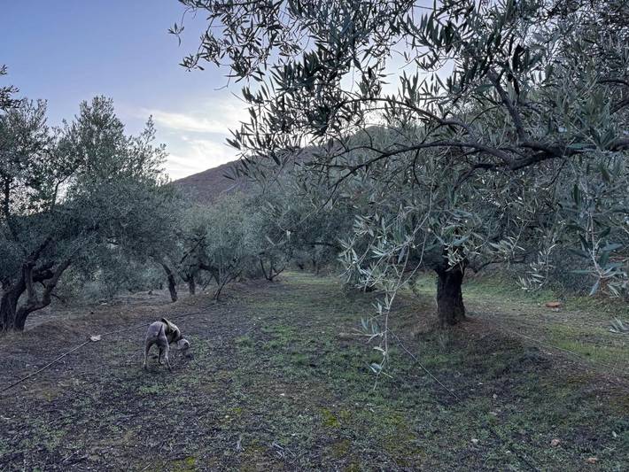Casa rural para 6 personas, con vistas además de piscina y jardín, Se admiten mascotas en Alpujarra Almeriense - 3