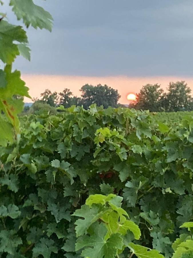 Location de vacances pour 2 personnes, avec terrasse ainsi que vue et jardin à Blasimon - 4