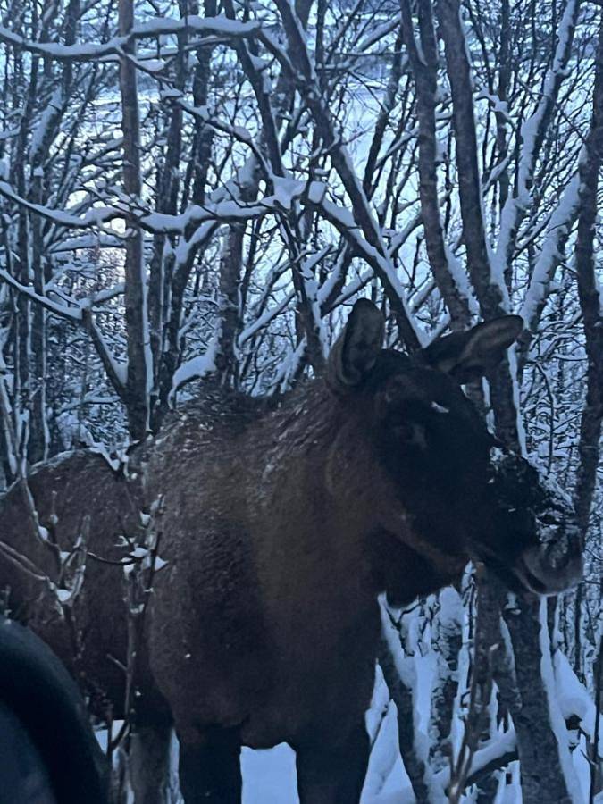 Ferienhaus für 2 Personen, mit Ausblick und Garten in Nord-Norwegen - 4
