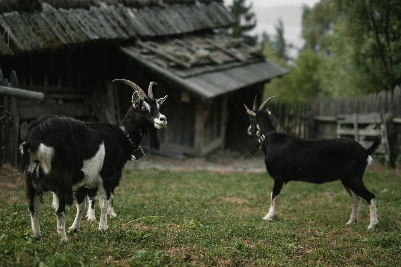Historische Almhütte im Herzen Südtirols in Villanders, Sarntaler Alpen