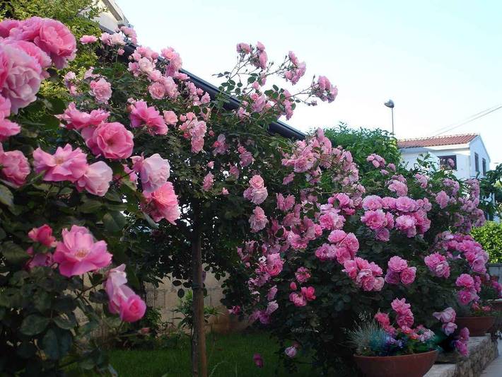 Ferienwohnung für 4 Personen, mit Balkon und Garten in Rovinj - 2