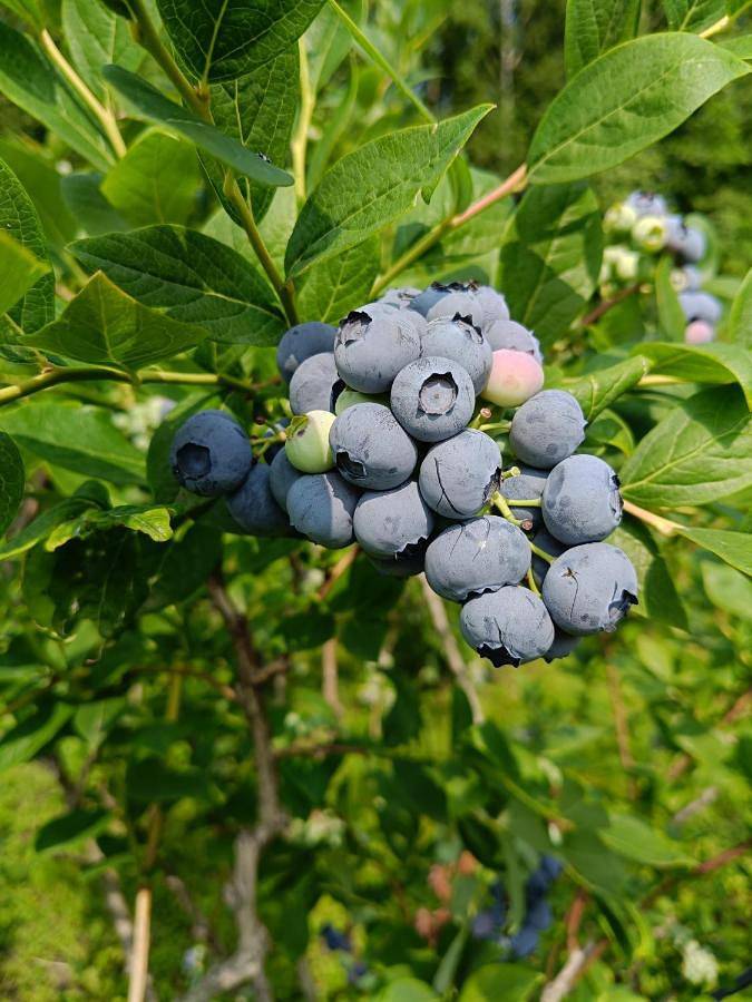 Gîte pour 6 personnes, avec vue et jardin à Teglio - 2