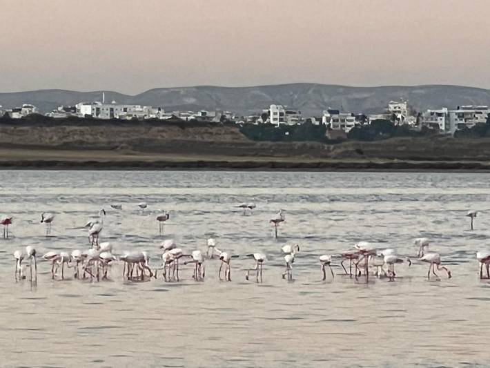 Maison d’hôte pour 2 personnes, avec Terrasse et Jardin à Larnaca