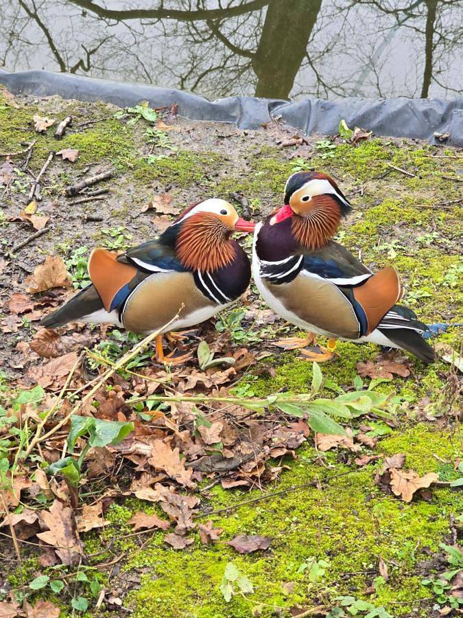 Location de vacances pour 7 personnes, avec piscine et terrasse à Vertheuil - 4