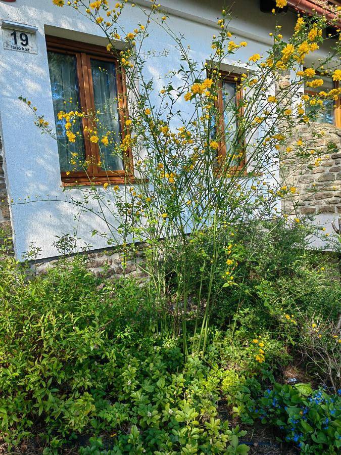 Gîte pour 4 personnes, avec vue ainsi que jardin et vue sur le lac à Tihany - 2