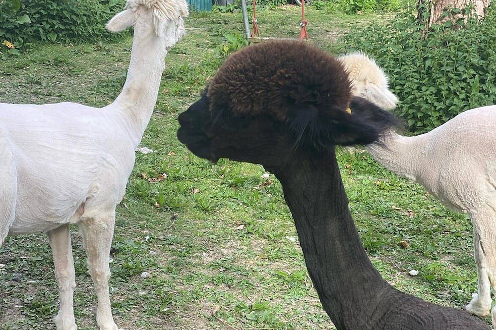 Log Cabin for 2 People in Plymouth, South Devon