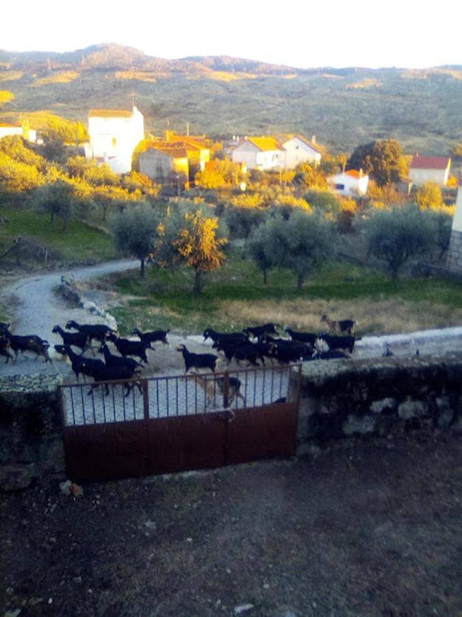Gîte pour 4 personnes, avec vue et jardin dans Sabugal - 3