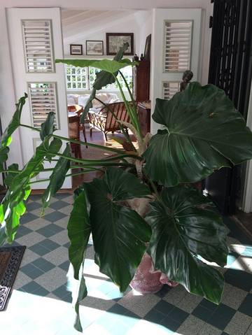 Chambre d’hôte pour 2 personnes, avec jardin en Guadeloupe