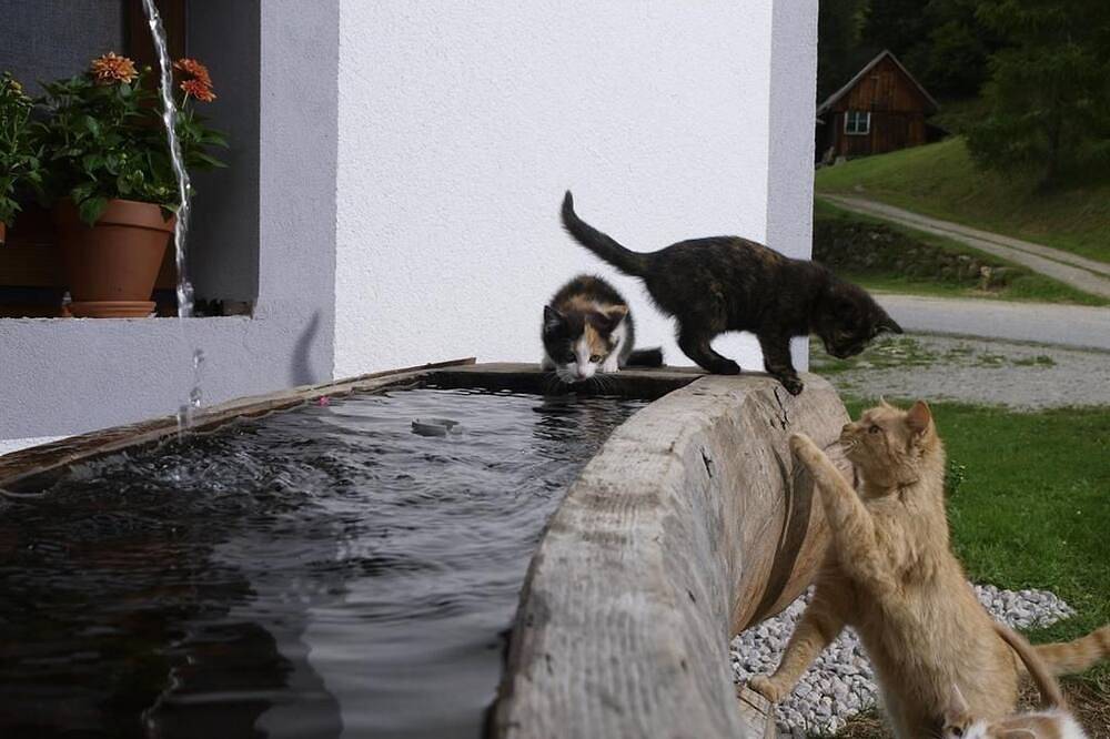 Appartement Kiefer - Bio Bauernhof Spießschweiger Fam. Schiefer in Rottenmanner und Wölzer Tauern, St. Nikolai im Sölktal