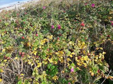 Ferieudlejning til 8 Personer i Veddinge, Fårevejle, Billede 3