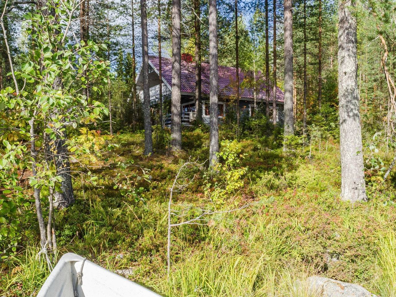 Metsätähti in Pielinen