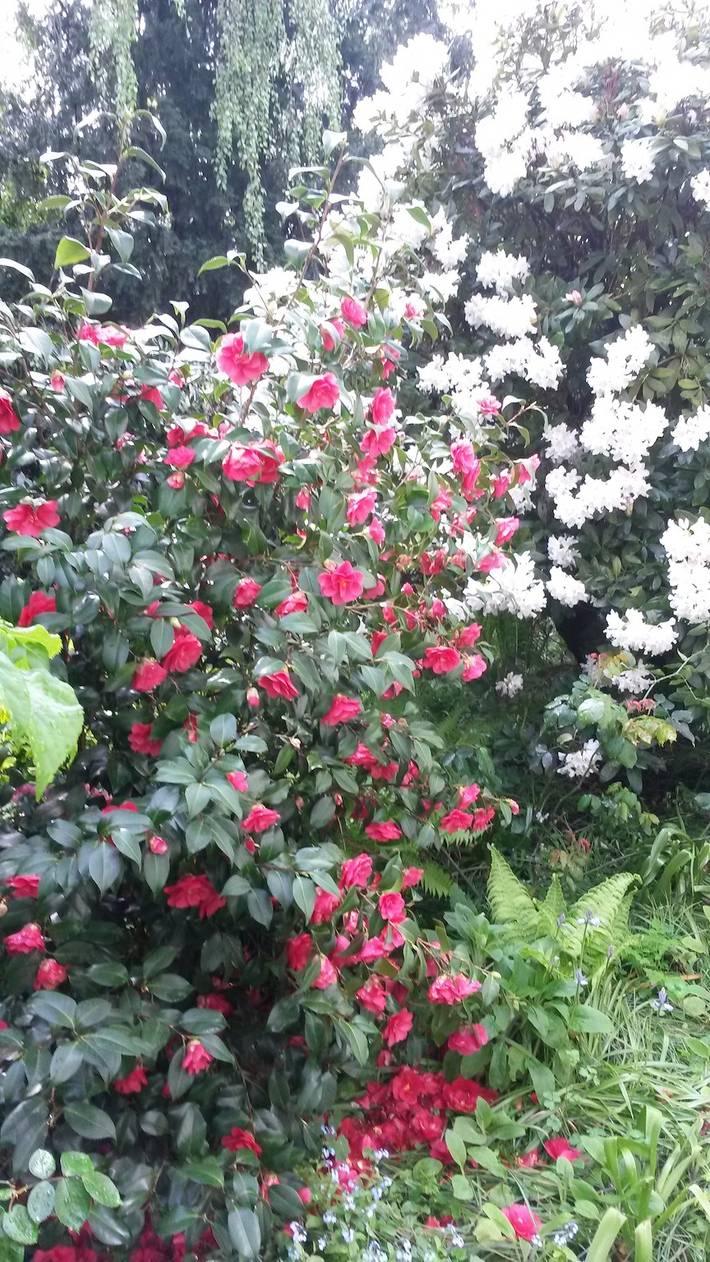 Ferienhaus für 4 Personen, mit Garten in Bremerhaven - 4