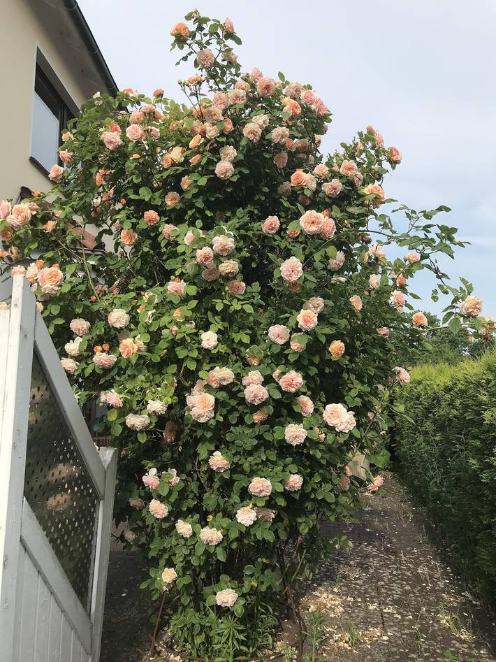 Ferienwohnung für 8 Personen, mit Balkon in Eckwarden - 2